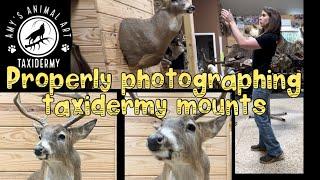 Taking correctly proportioned photos of taxidermy mounts