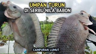 UMPAN JITU UNTUK MANCING IKAN NILA BESAR BESARCampuran Lumut