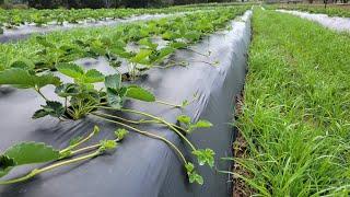 Most people dont know this about Growing Strawberries