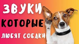 ЗВУКИ КОТОРЫЕ НРАВЯТСЯ СОБАКАМ   ПРАНК НАД СОБАКОЙ  ТЕСТ НА ОХРАННИКА ЧЕЛЛЕНДЖ