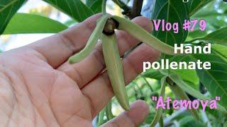 How to successfully hand pollinate atemoya.DIY few easy steps.