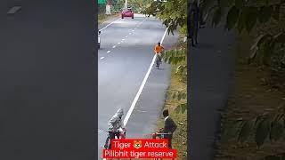 tiger attack टाईगर अटैक  tiger reserve chuka beach pilibhit #tiger #attack #beach