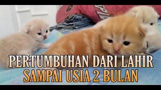 LUCUU & MENGGEMASKAN. Perkembangan Anak Kucing Dari Lahir Sampai Usia 2 Bulan