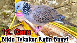 Cara Merawat Burung Tekukur Agar Cepat Bunyi Dan Gacor Dirumah