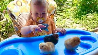 CAPRICIOUS BABY and FUNNY CHICKENS