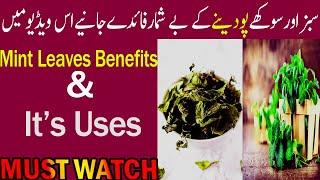 Mint Leaves Benefits and its Uses  UrduHindi  Dar ul Hikmat Urdu  DUH.