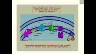 UnCoupling Protein Thermogenin Heat ProductionETC Poisons