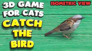 3D game for cats  CATCH THE BIRD isometric view  4K 60 fps stereo sound