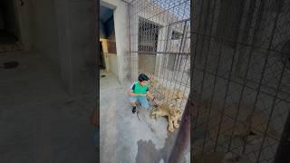 Playing with Lions   #trending #viral #lion