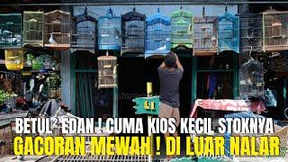 EDAN  BETUL² MEWAH STOK BURUNG DI KIOS KECIL INI  GACOR² PANTES DI CARI BANYAK ORANG 