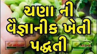 આજની કૃષિ માહીતી-ચણા ની વૈજ્ઞાનીક ખેતી પદ્ધતી-Aaj ni krushi mahiti-chana ni kheti-Gram seed-chickpea