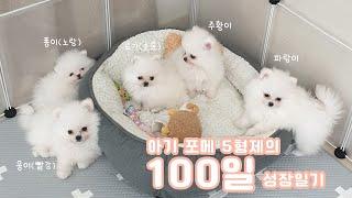 Popome  100 days for 5 Pomeranian puppies born at home