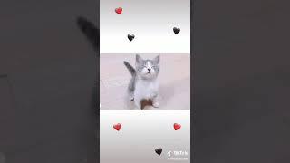 Tik Tok aku suka body goyang mama muda versi Video kucing peliharaan.