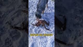 КАМЧАТСКИЙ КРАБ Crabs Catch HUGE Fish like THIS