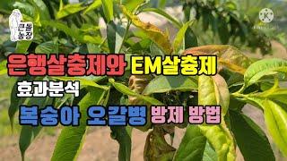 복숭아 오갈병 방제방법과 은행살츙제 EM살충제 효과 분석