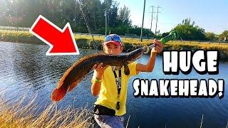HUGE Snakehead Caught At Subscriber Tournament ft Noobangler
