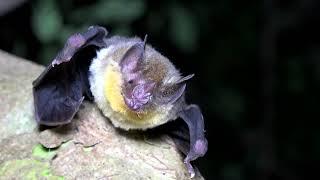 The Orange Throated bat