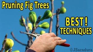PRUNING FIG TREES  Best Pruning Techniques for BIGGER FRUITS and BETTER CROPS