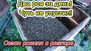 Два роя за день пока меня не было на пасеке Огромный рой первак Сезон роения в самом разгаре