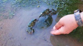 Abandoned farms have too much seafood Catch an orchid crab as soon as you arrive