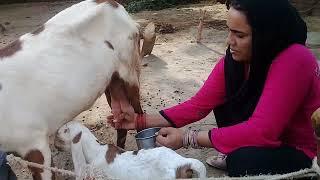 Goat Milking by village girl lol VillagegirlLife ll Pak villages