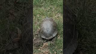 Turtle Lays Eggs in Central Park #newyork #centralpark #turtle