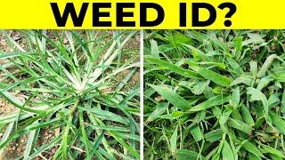 Identify Grassy Weeds in the Lawn including Dallisgrass Crabgrass Goosegrass  and Bahiagrass