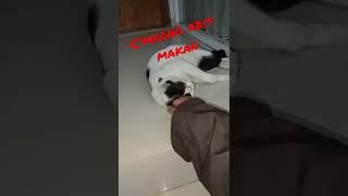 berlehaleha kebiasaan kucing