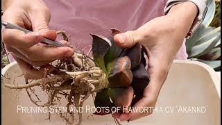 RepairingPruning Haworthia cv Akanko That Has Developed a Long Stem