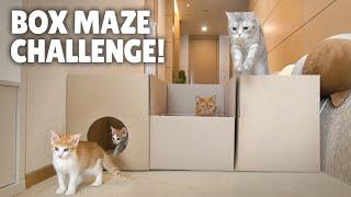 Box Maze Challenge Think Outside the Box  Kittisaurus