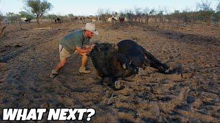 Fences vanished & a sick bull...