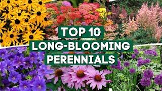 10 Long Blooming Perennials for a Colorful Garden    PlantDo Home & Garden 