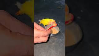 how to hand feed newborn lovebirds #shortsfeed #shorts #shortvideo #short #lovebirds