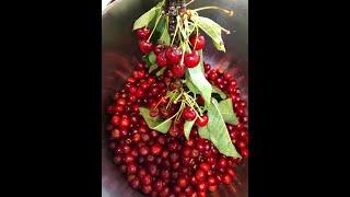 Cherry Jelly Recipe