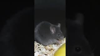 Sooty munching a banana chip 