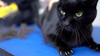 A yellow-eyed black cat with a beautiful voice. Dont be afraid ️️