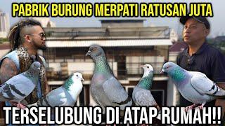 PABRIK BURUNG MERPATI RATUSAN JUTA TERSELUBUNG DI ATAP RUMAH TS99 #AudreyA #KINGOFTHEJUNGLE