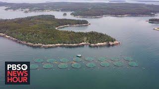 Burgeoning salmon farming industry sparks controversy over pollution and sustainability