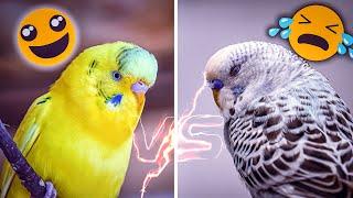 How to Know if Your Budgie Is Truly Happy