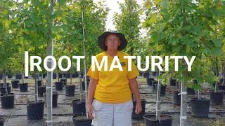 Root Maturity  New Landscapes and Newly Installed Plants