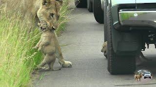 Newborn Lion Cub Try To Hide From Nasty Lioness Under A Car
