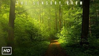 HD Nature  The Sensory Room
