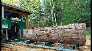 MILLING up BIG red cedar on my woodland mills sawmill