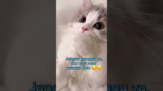 Kucing lucu gak mau di ganggu #shorts #lucu #kucinglucu #pet #cat #funnyvideo #funnycats #shorts