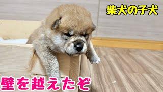 【柴犬 子犬】ついに壁を乗り越えた子犬はこちら