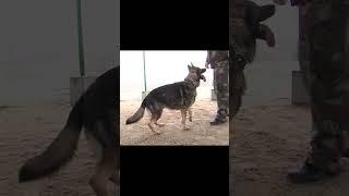 Дрессировка собак. Навык Змея. Dog Training. Snake. #germanshephered #животные