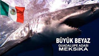 BÜYÜK BEYAZ GUADALUPE MEKSIKA