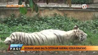 Seorang Balita Diterkam Harimau di Kebun Binatang