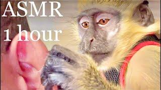 ASMR Monkey RARE Grooming Relaxing Sleep Satisfying Thabo And Ray