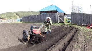 Вспашка Мотоблоком Каскад. Посадка картошки.